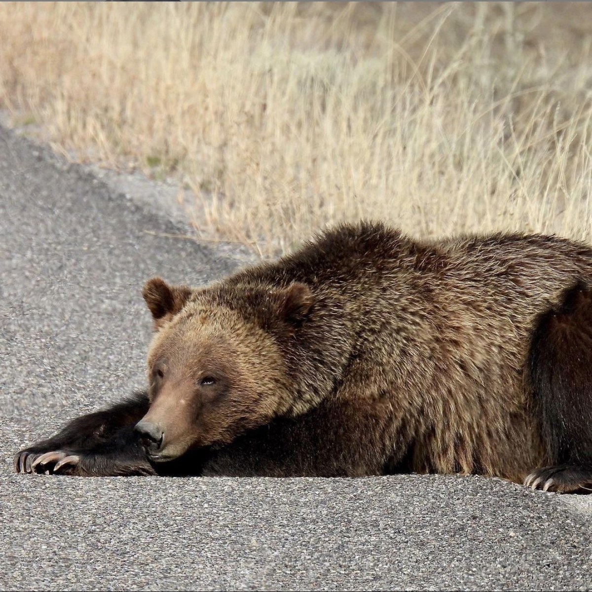 a large brown bear walking in the grass