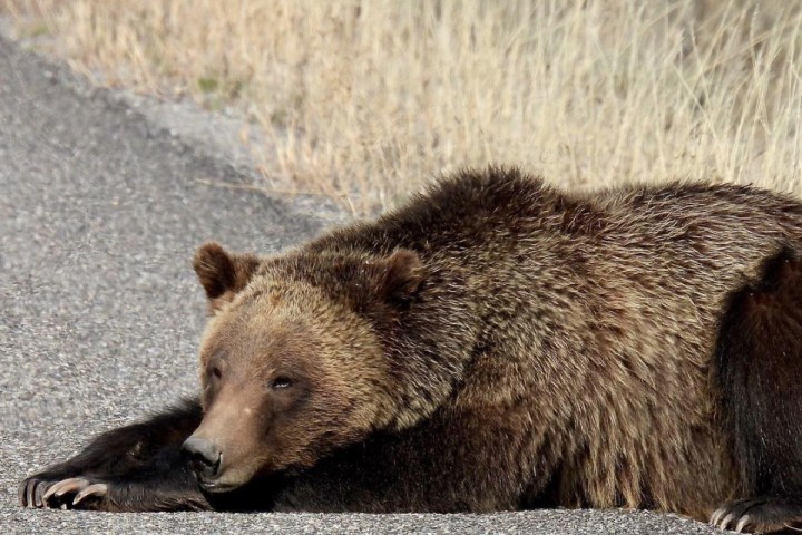 a large brown bear walking in the grass