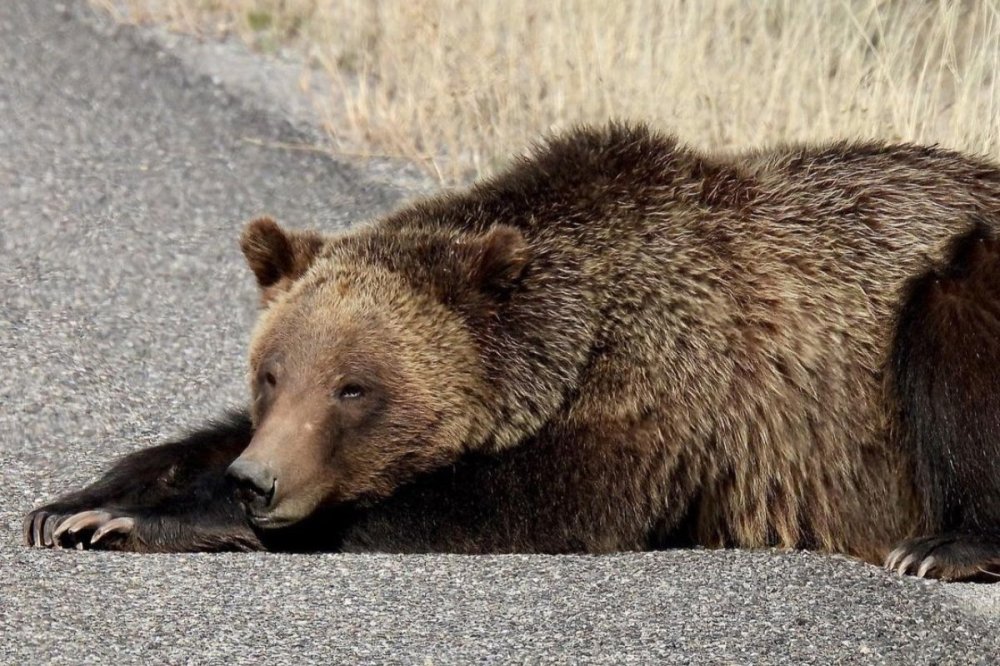 a brown bear lying on the ground