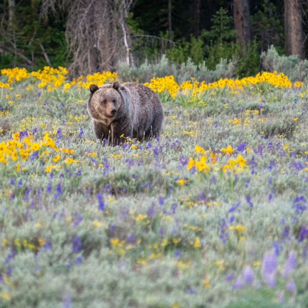 a grizzly is standing in the middle of a field