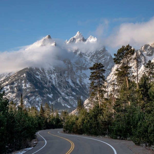 a tree with a mountain in the background