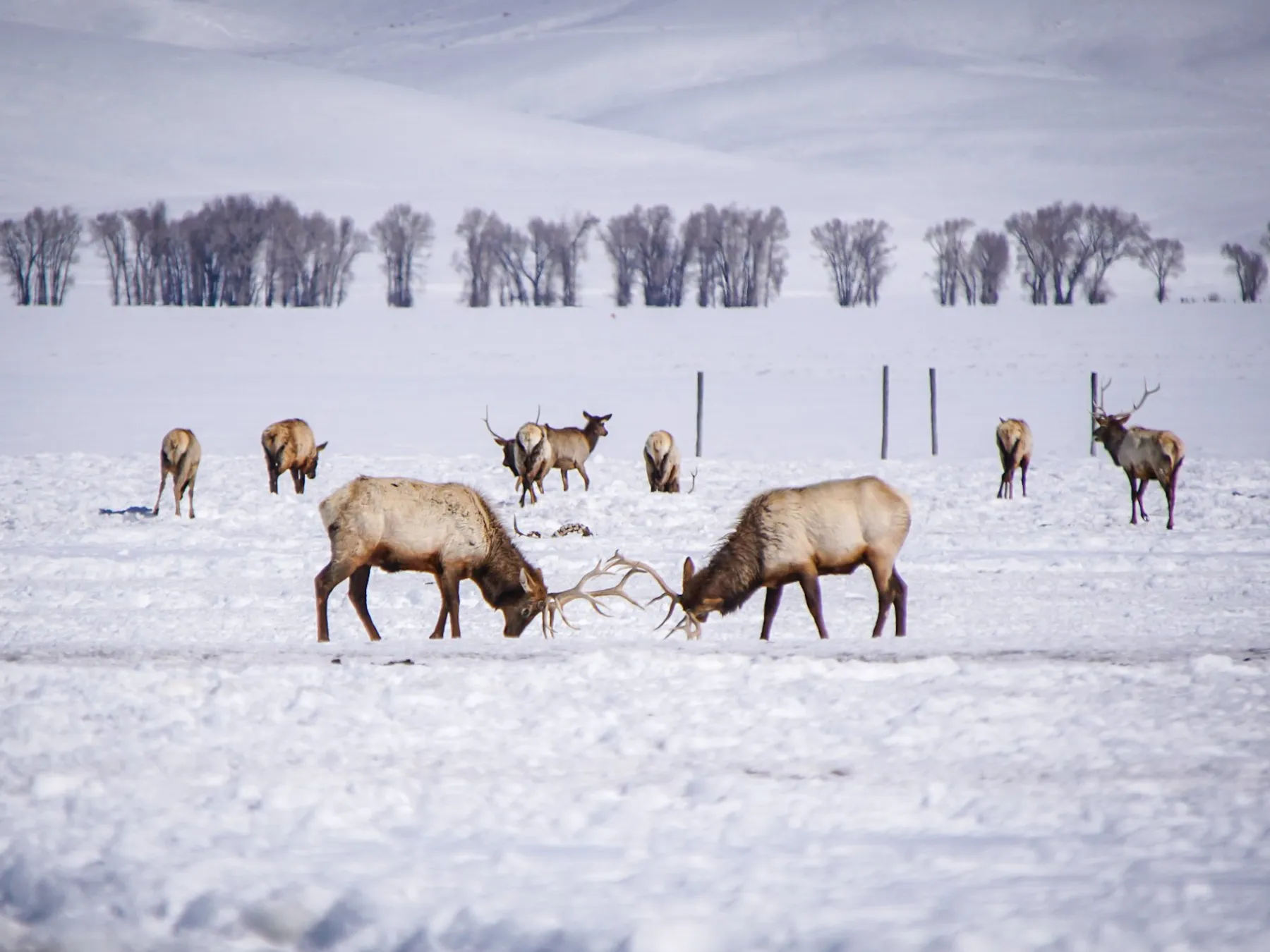 a herd of cattle walking across a snow covered field