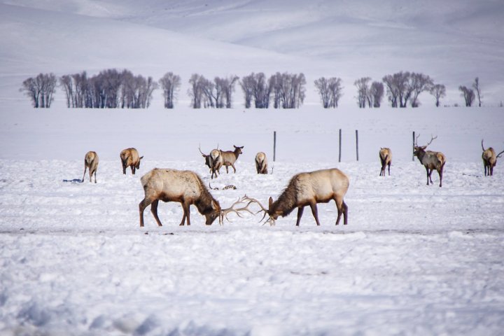 a herd of cattle walking across a snow covered field