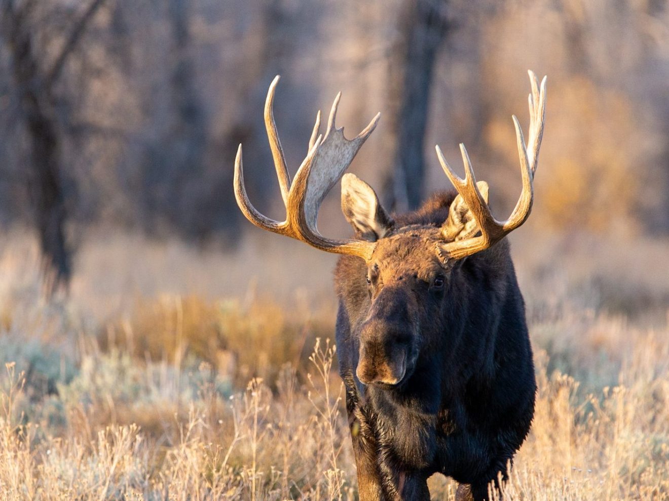a deer standing in tall dry grass