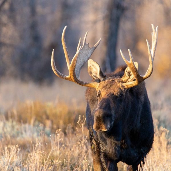 a deer standing in tall dry grass