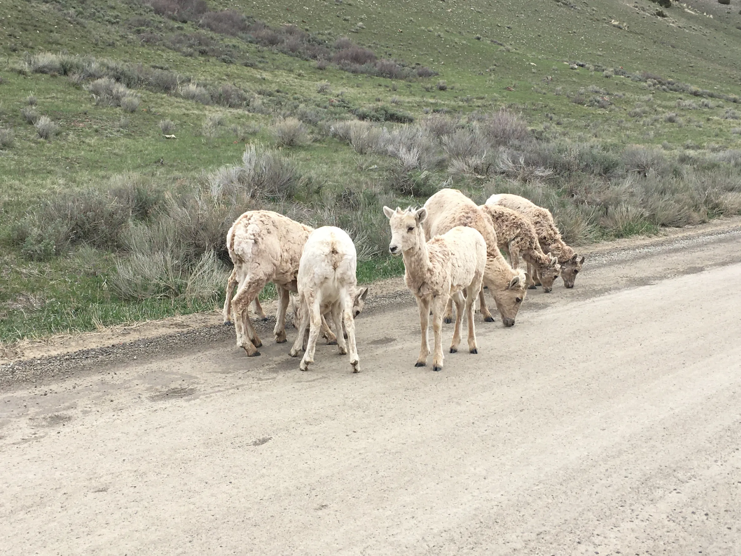 a herd of sheep walking down a dirt road