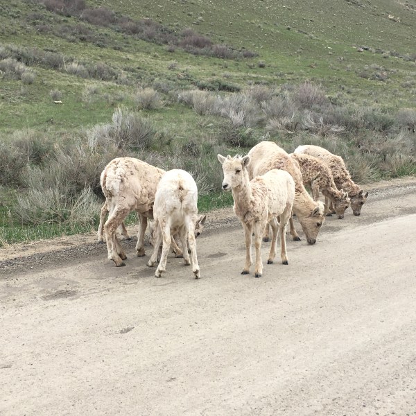 a herd of sheep walking down a dirt road