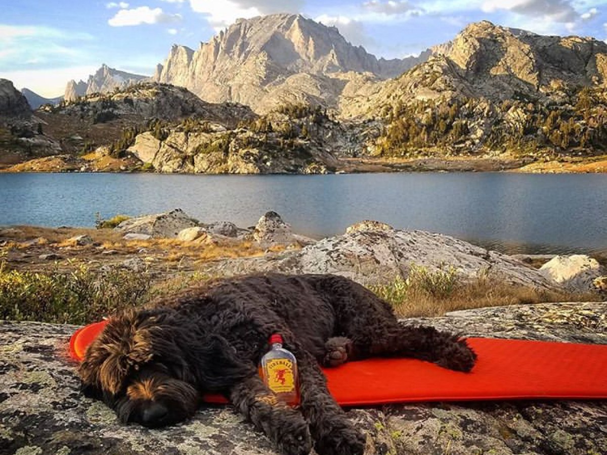 a dog lying in a body of water with a mountain in the background
