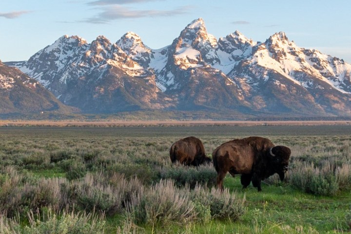 a herd of bison aka buffalo standing on top of a lush green field