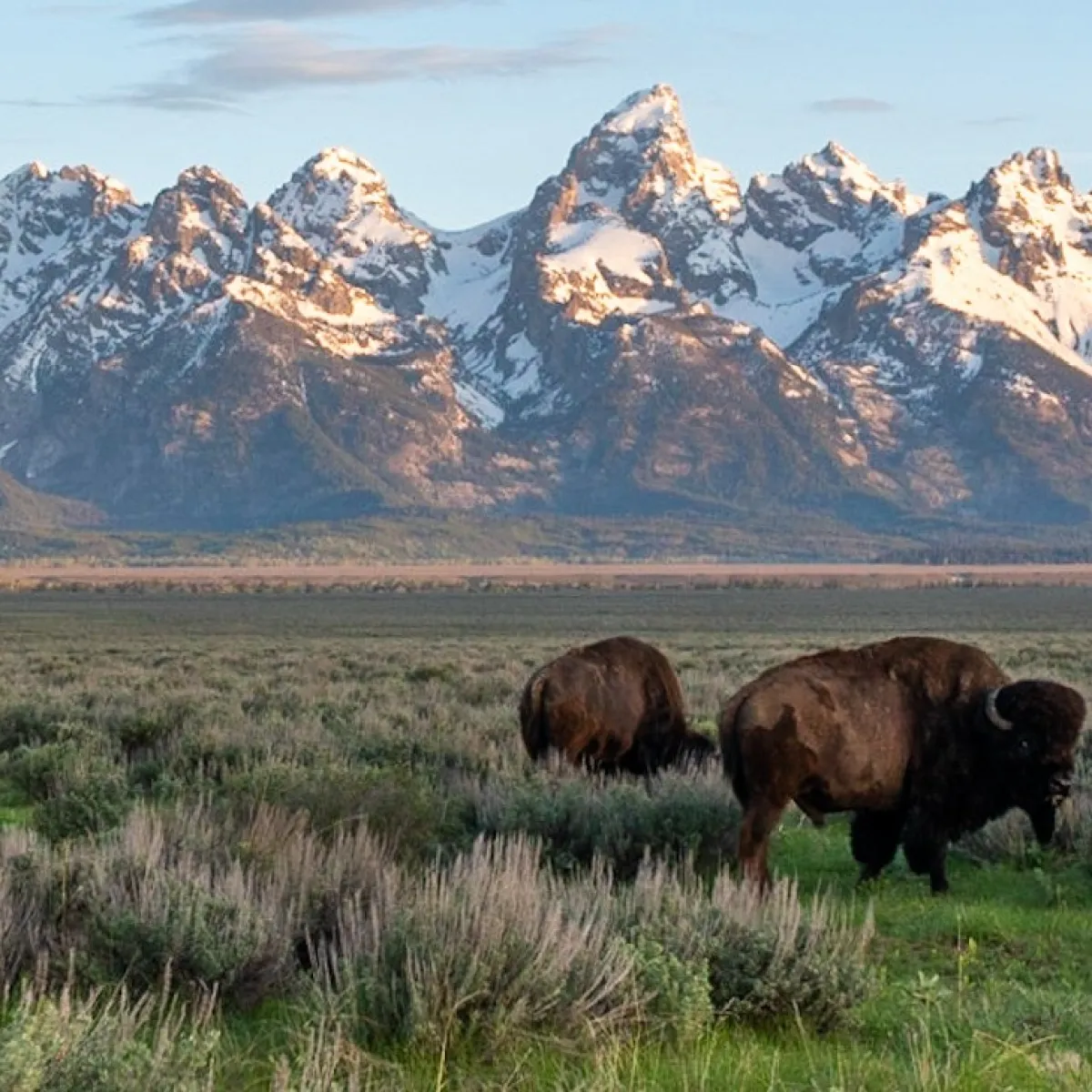 a herd of cattle standing on top of a lush green field