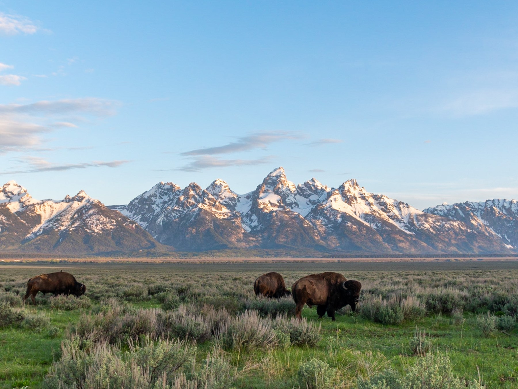 Bison in front of the Teton Range