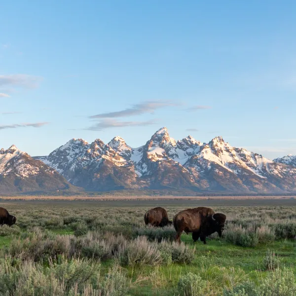 Bison in front of the Teton Range
