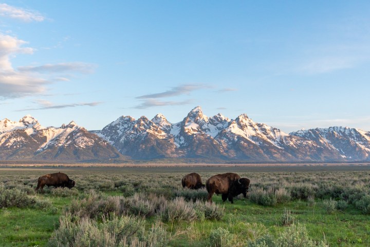 Bison in front of the Teton Range