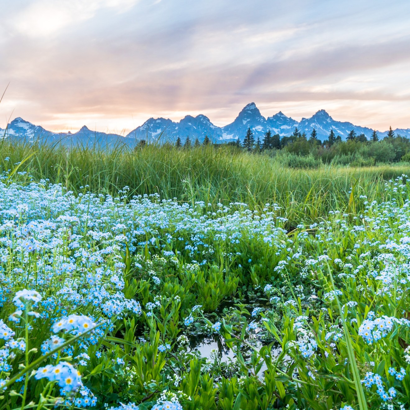 a herd of cattle grazing on a lush green field