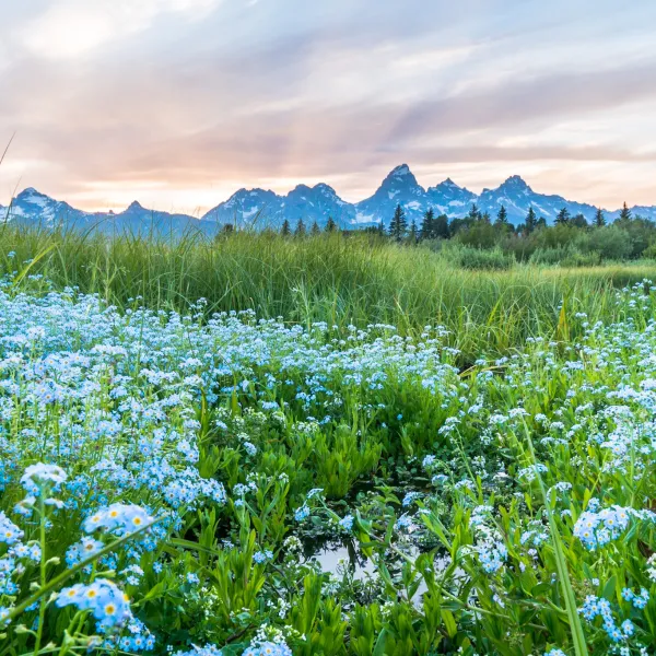 a herd of cattle grazing on a lush green field