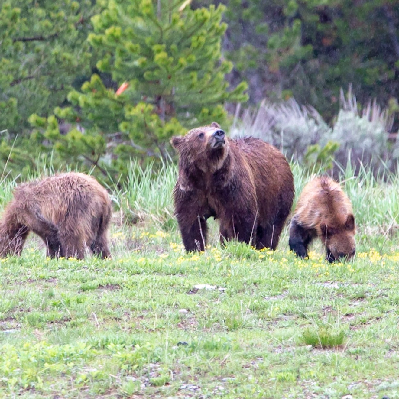 a brown bear walking across a grass covered field