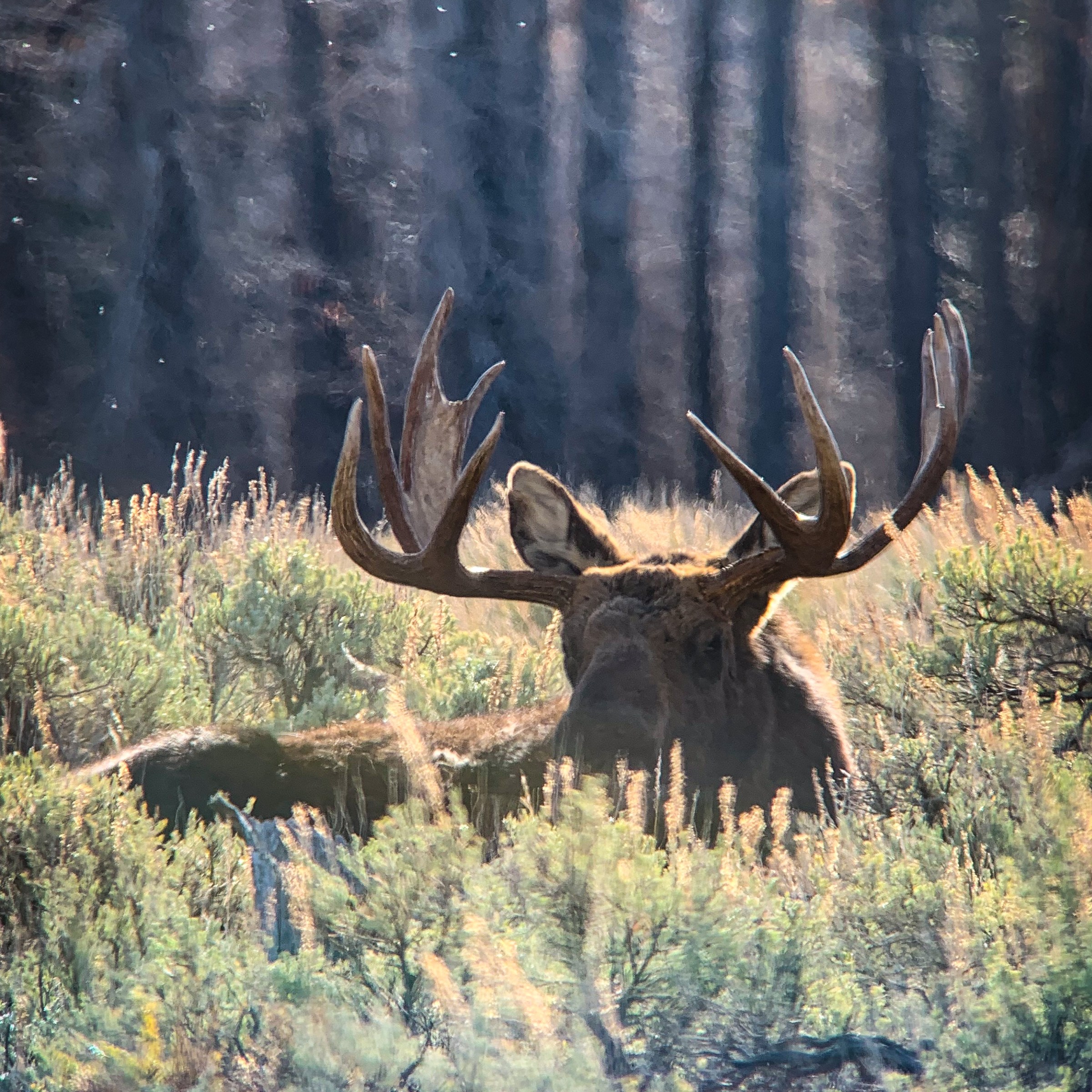 Bull moose laying in sage