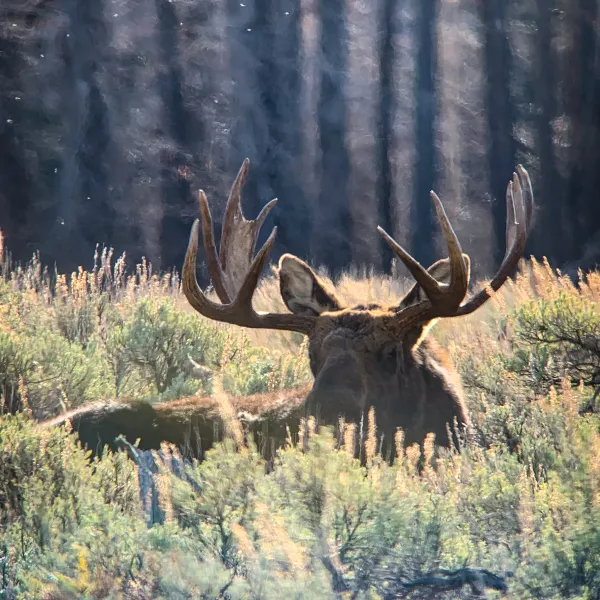 Bull moose laying in sage