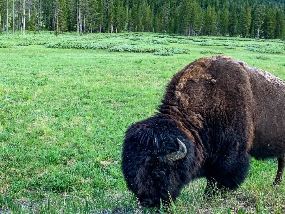 a close up of bison standing on a lush green field