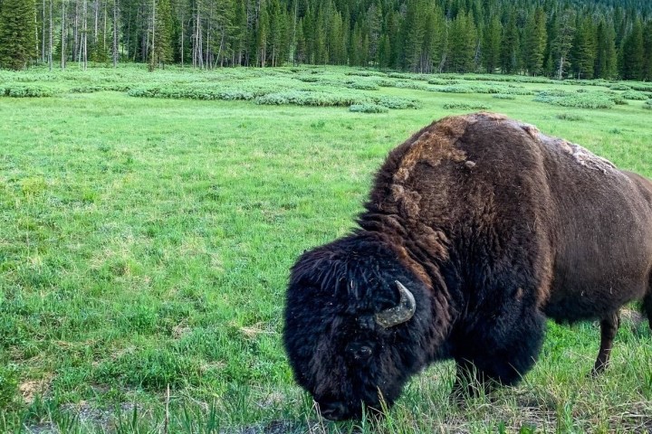 a close up of bison standing on a lush green field