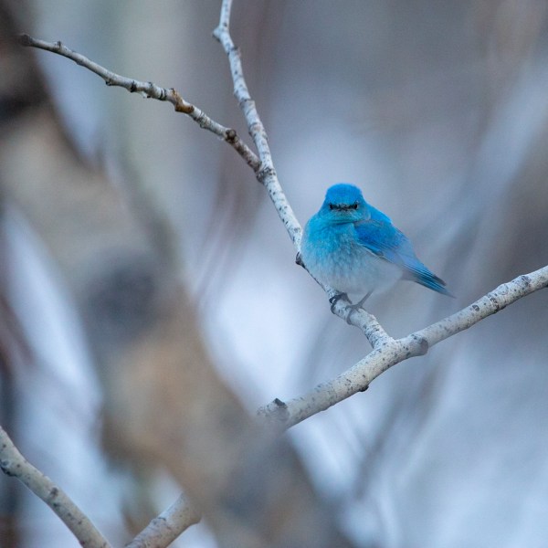 a small blue bird perched on a tree branch