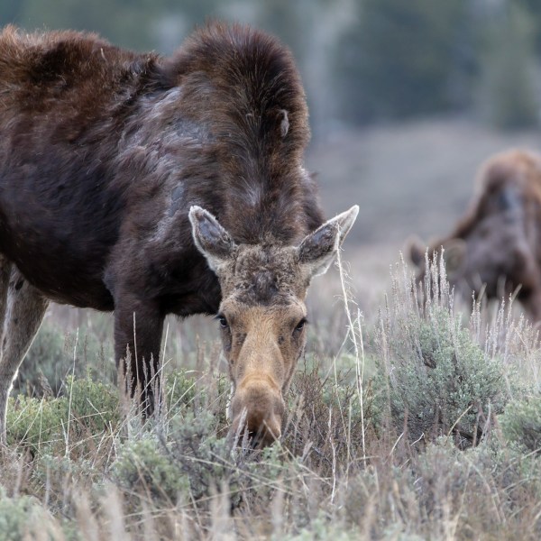a brown cow standing on top of a dry grass field