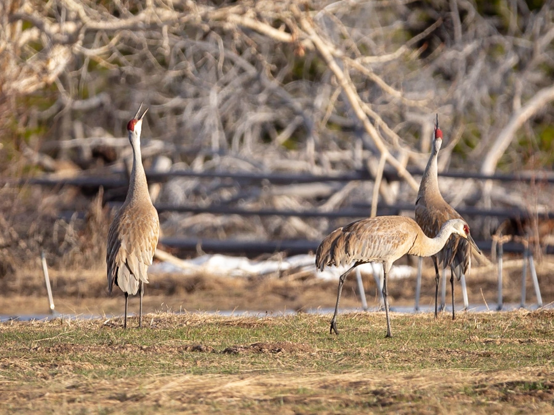 a bird standing on a dry grass field