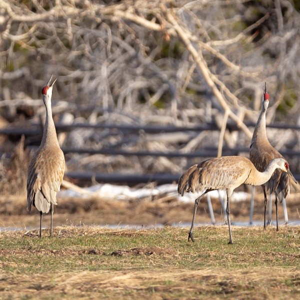 a bird standing on a dry grass field