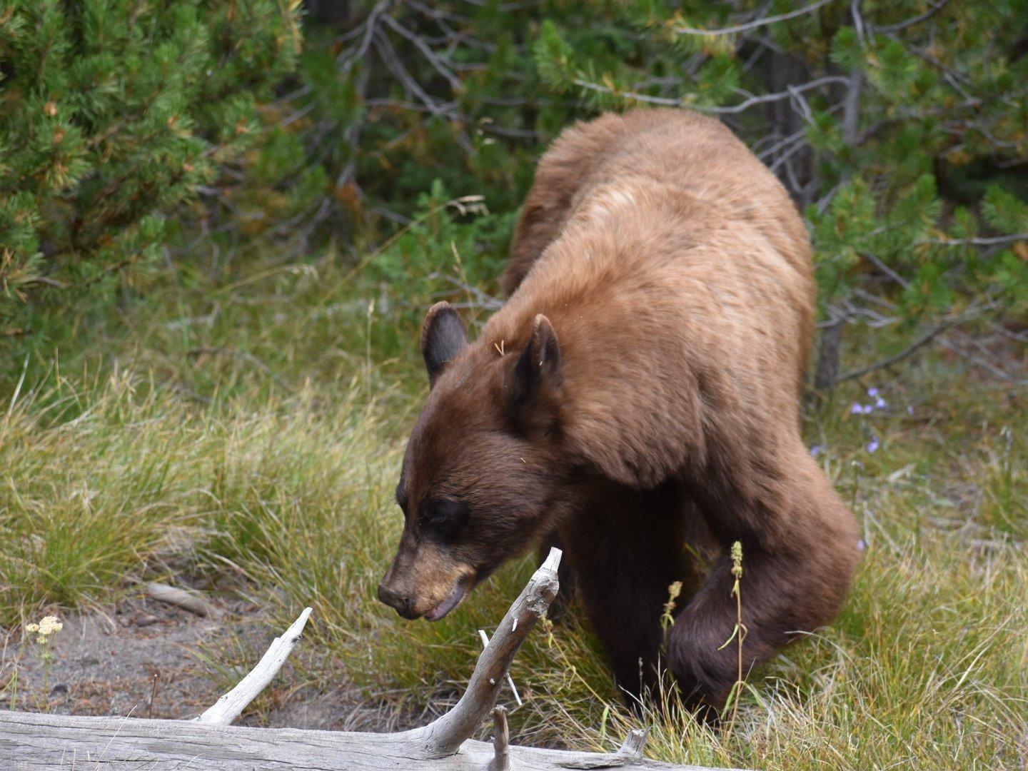 a large brown bear walking in the grass