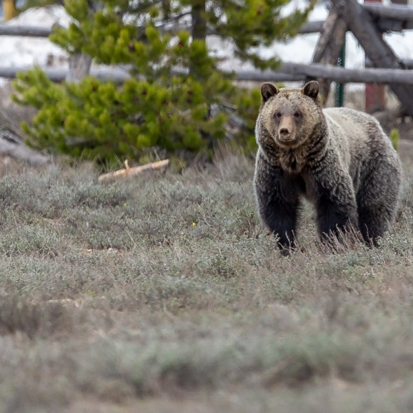 a brown bear walking across a dry grass field