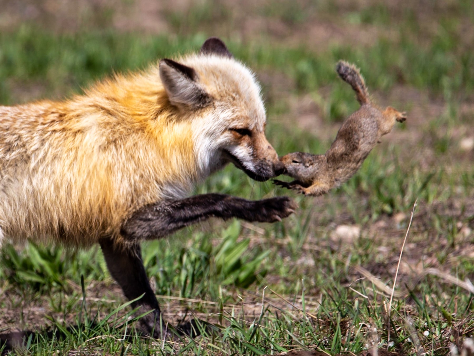 a fox located in a grassy field
