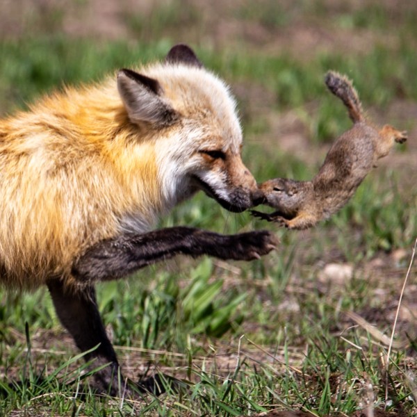 a fox located in a grassy field