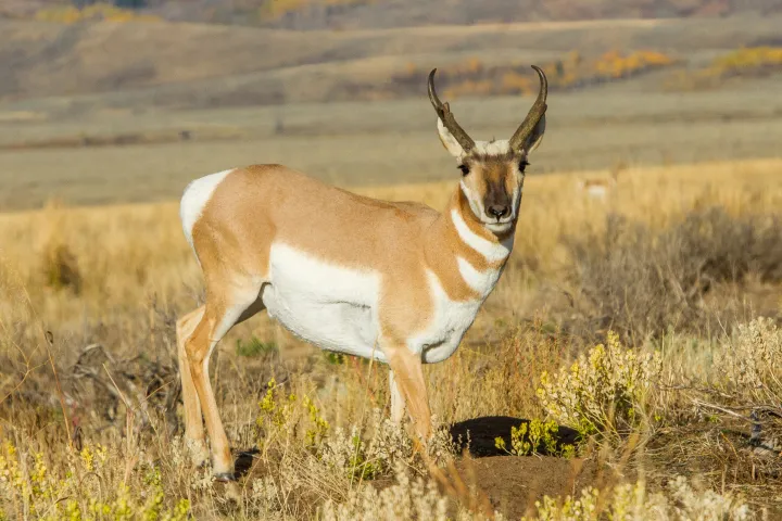 a small brown animal standing on a dry grass field