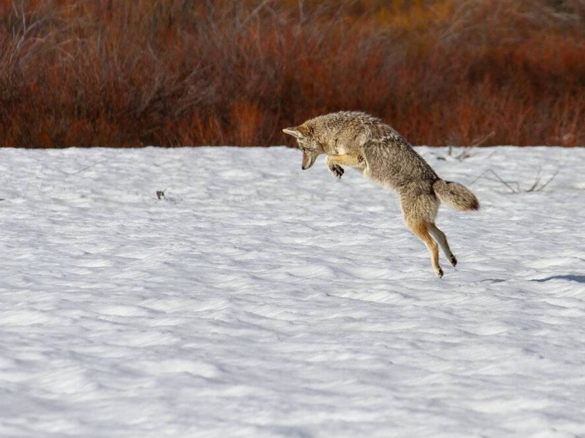 a bird that is standing in the snow