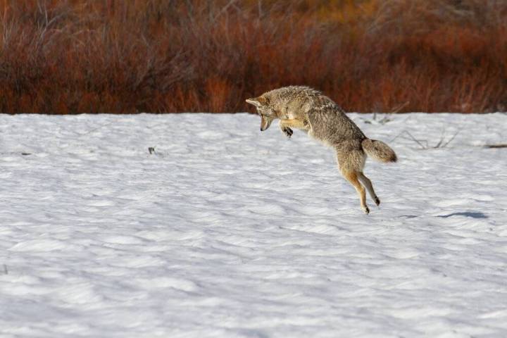 a bird that is standing in the snow