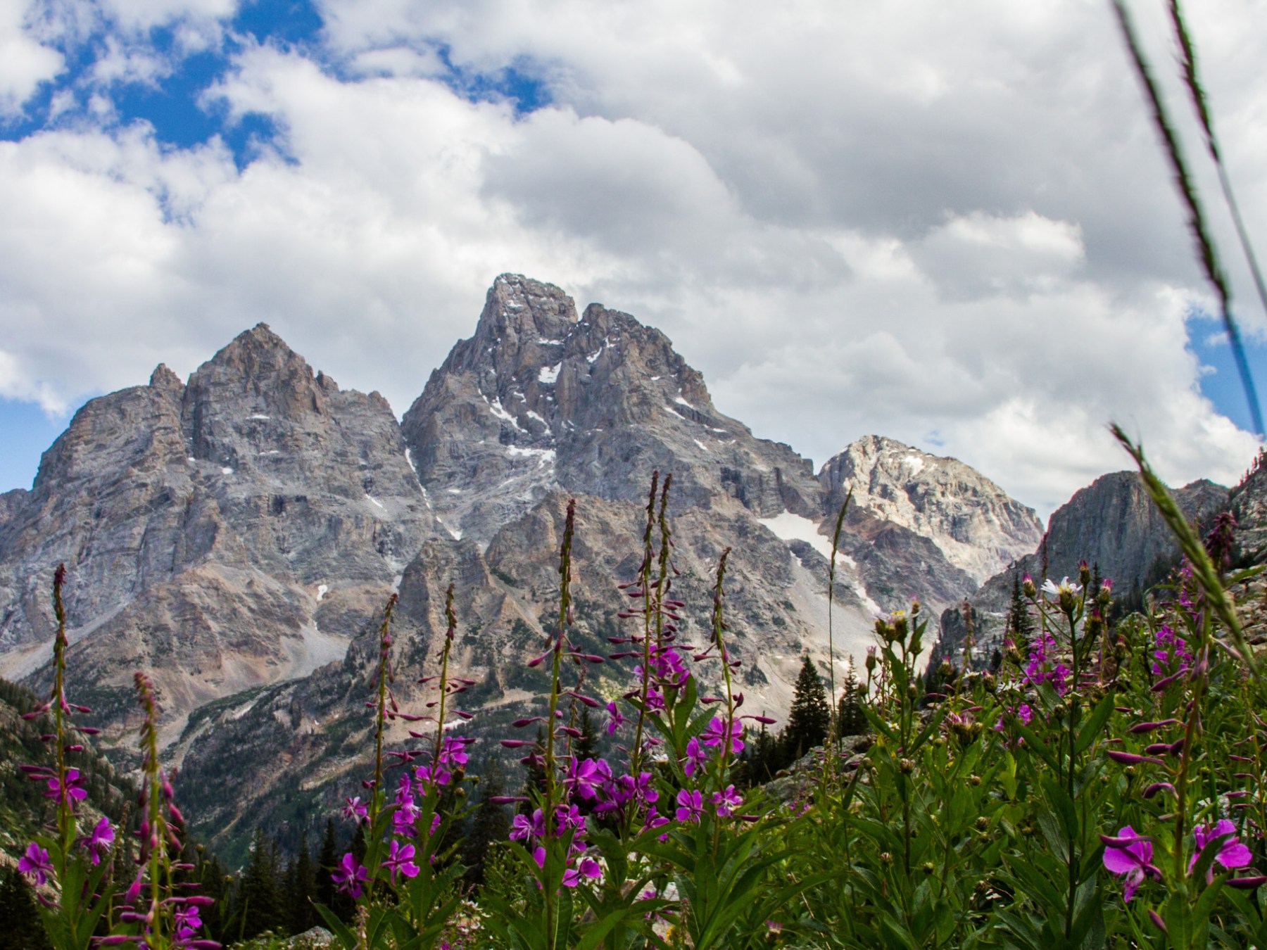 a large purple flower is standing in front of a mountain