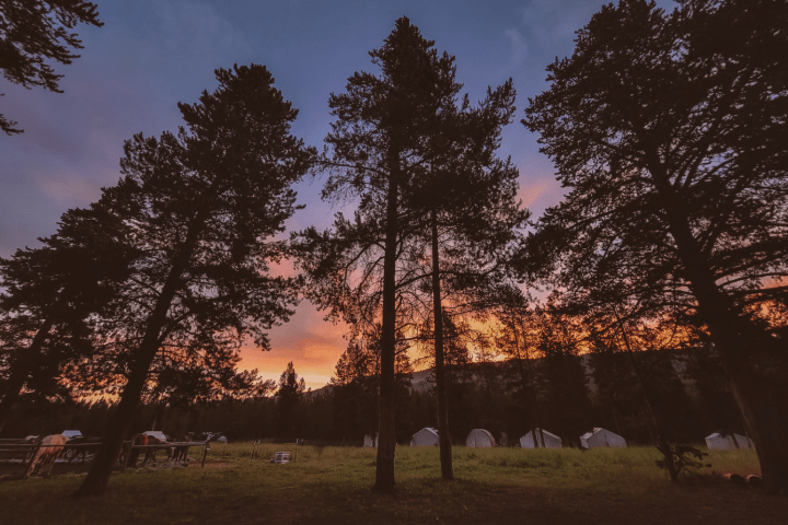 a herd of sheep grazing on a lush green field