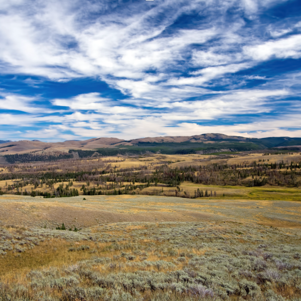 a close up of a dry grass field