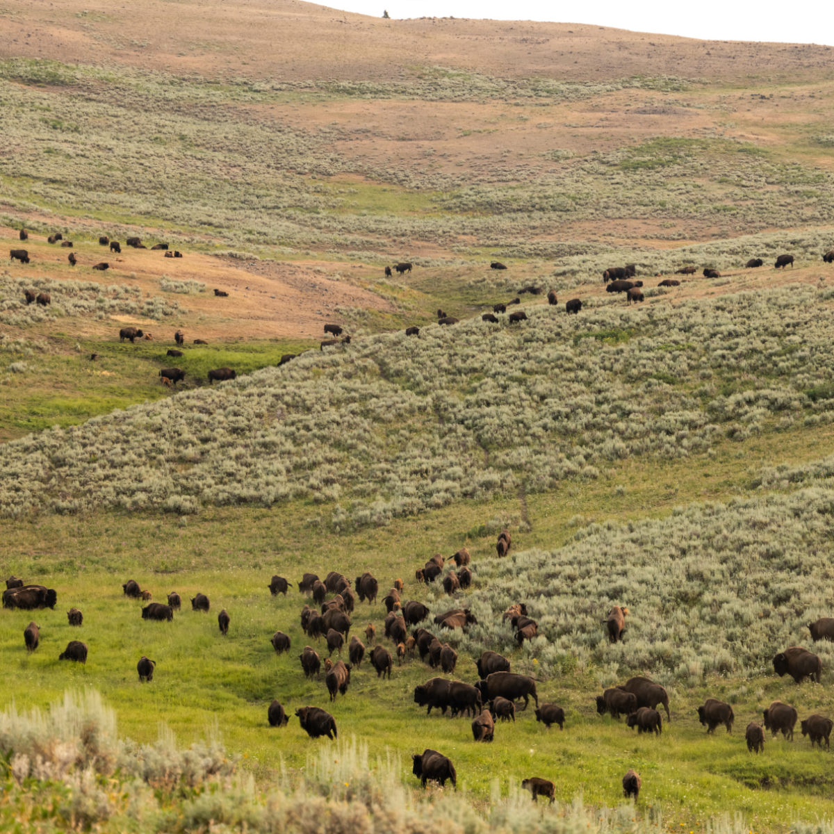 Bison in Yellowstone