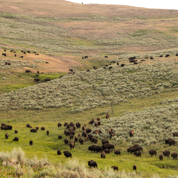 Bison in Yellowstone