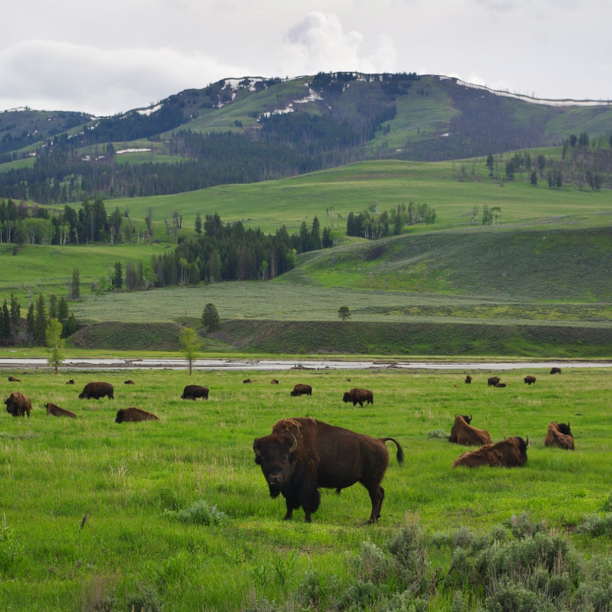 Bison in verdent Yellowstone