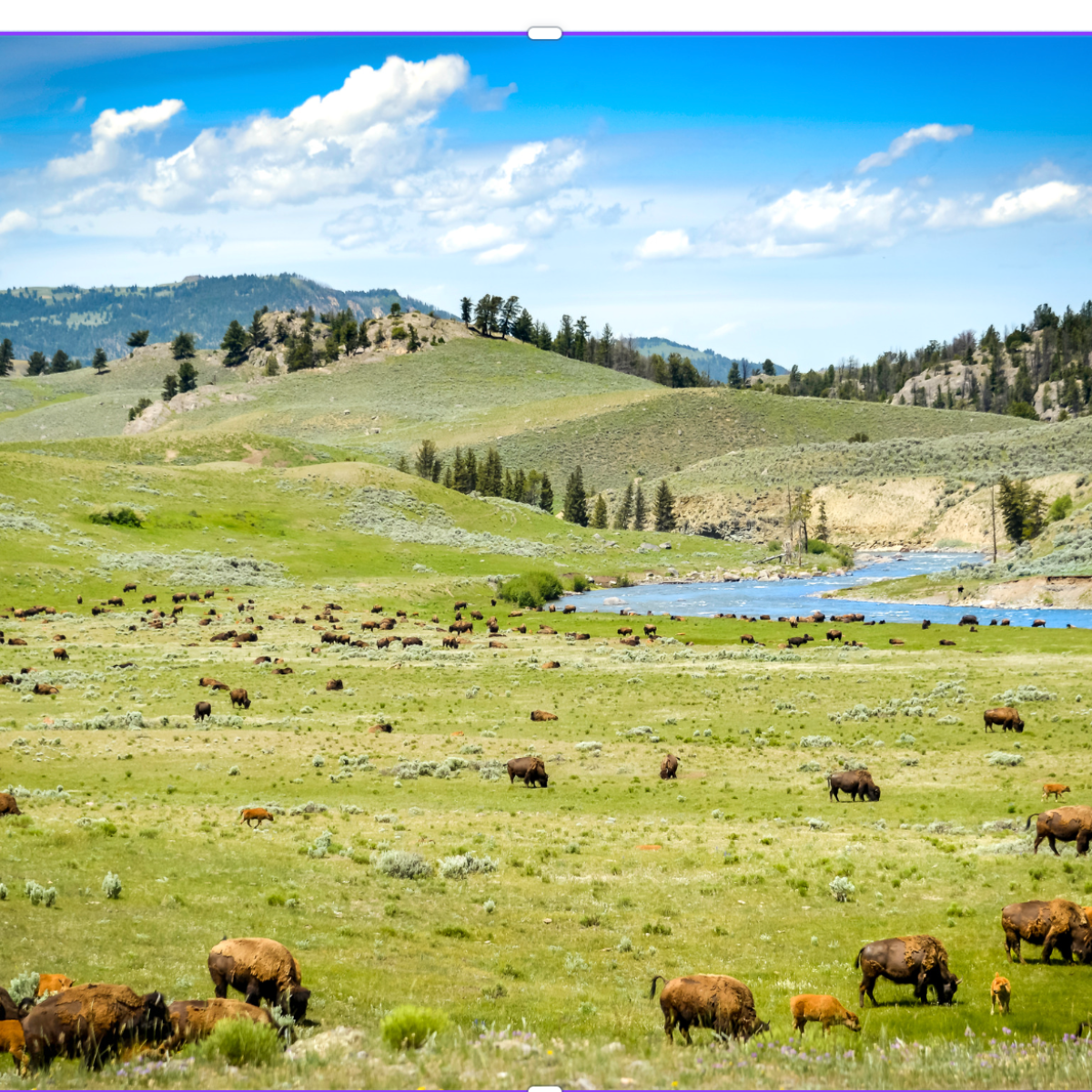 a herd of bison grazing on a lush green field in front of the yellowstone river in the Hayden Valley