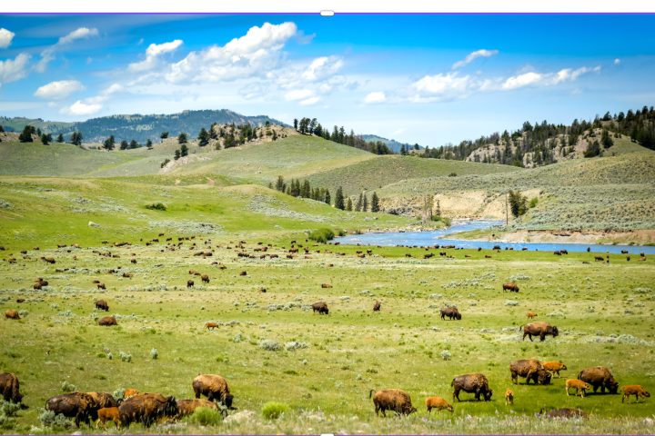 a herd of bison grazing on a lush green field in front of the yellowstone river in the Hayden Valley