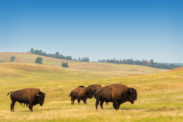 a herd of cattle grazing on a lush green field