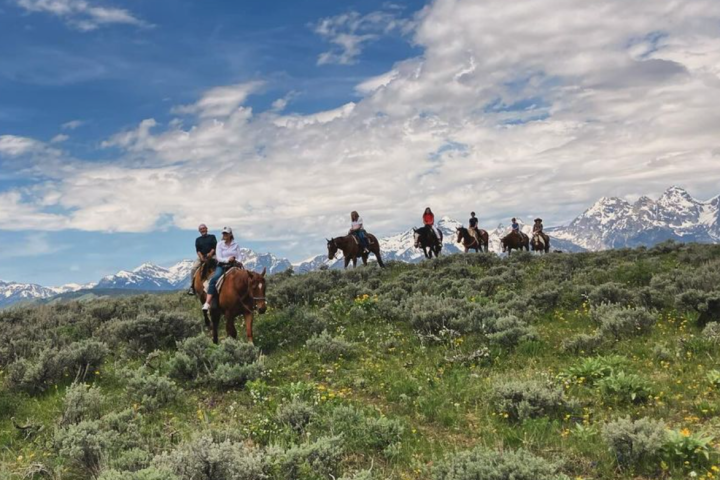 a group of cattle standing on top of a hill