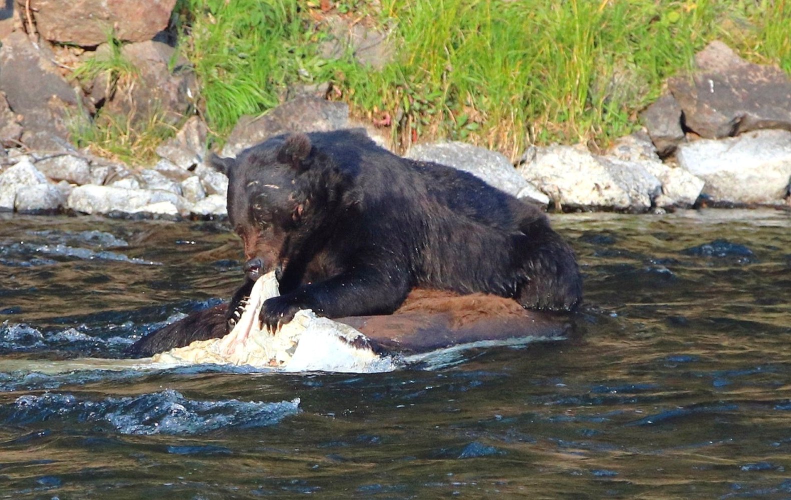 a bear swimming in a body of water