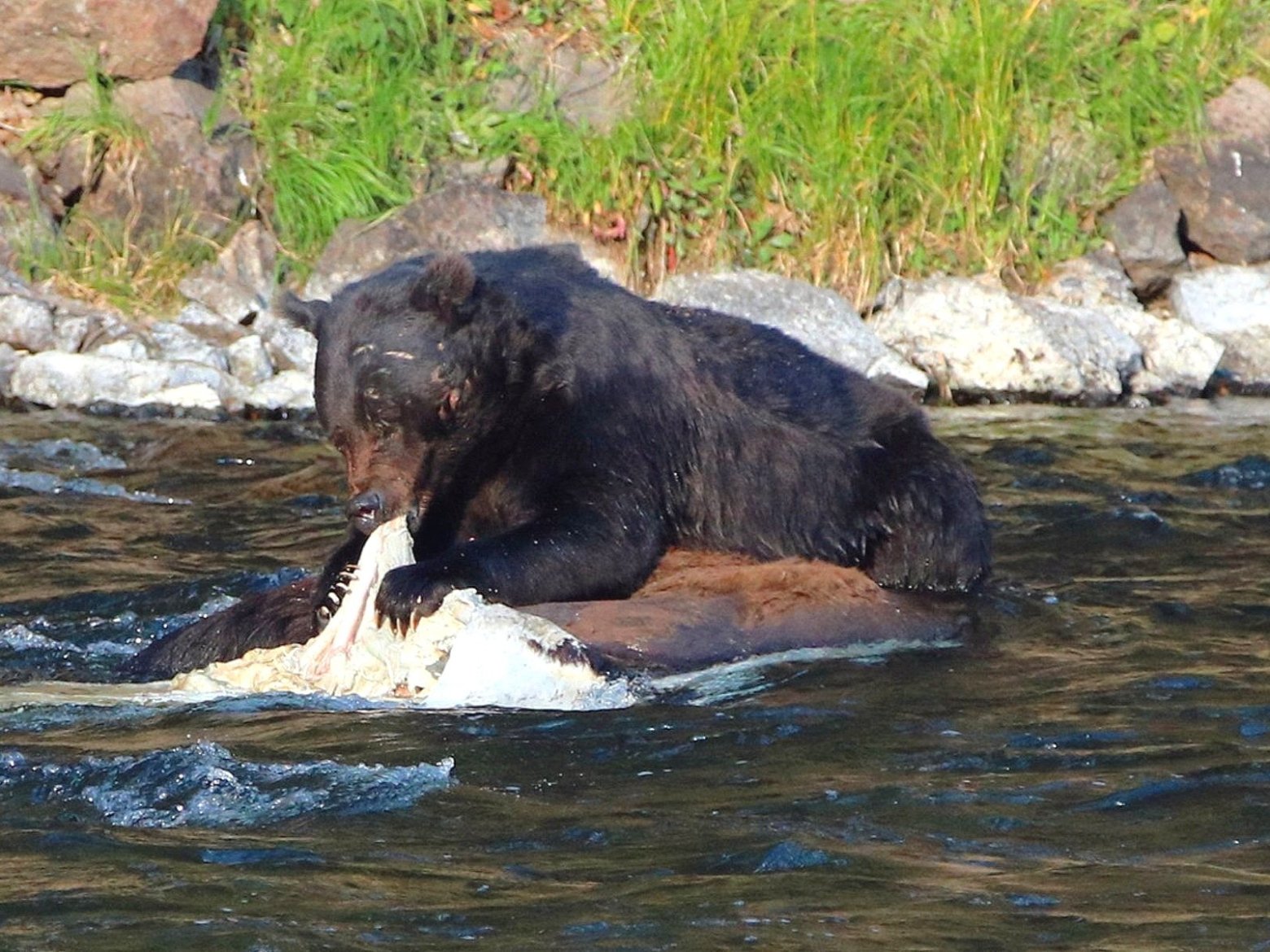 a bear swimming in a body of water