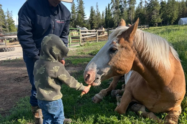 Child and adult feeding a horse lying down in a grassy area with trees in the background.