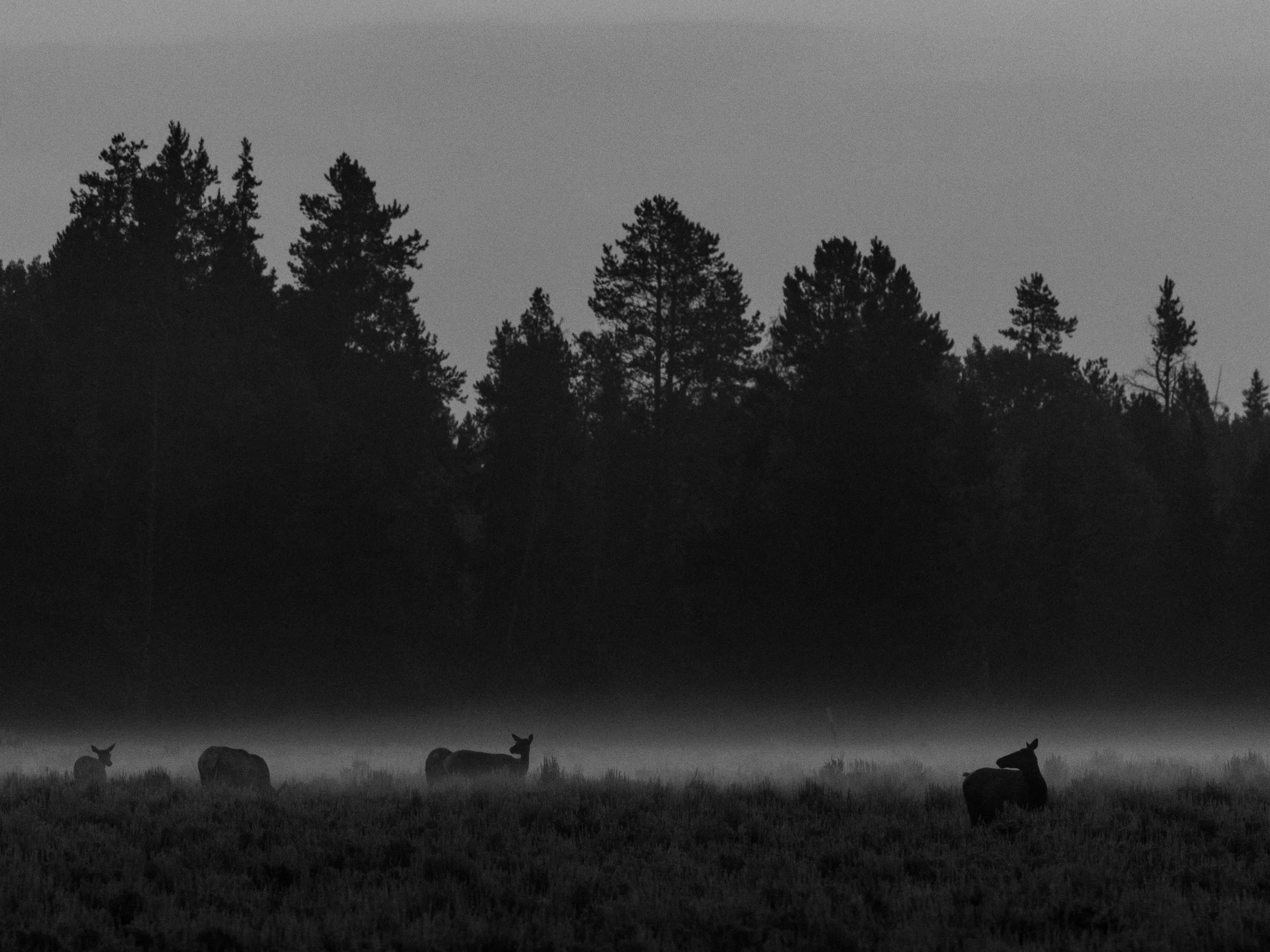 Elk before sunrise standing in a misty field