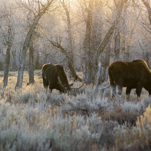 antlered bull moose in the gros ventre riverbottom in the early morning glow of sunrise in Grand Teton National Park